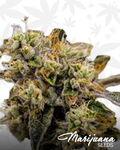 Pink Triangle Kush min