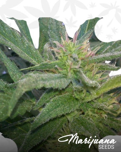 Pink Widow