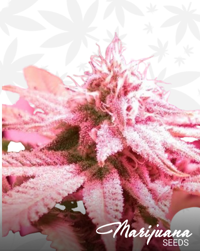 Pink Cadillac
