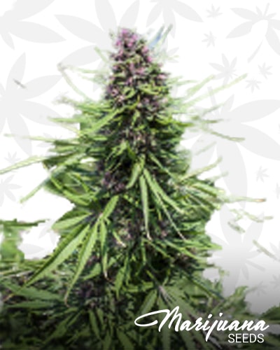 Pinkleberry Kush min