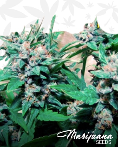 PlantaHaze Auto min