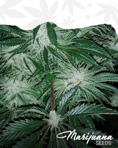Platinum Alien OG min 3