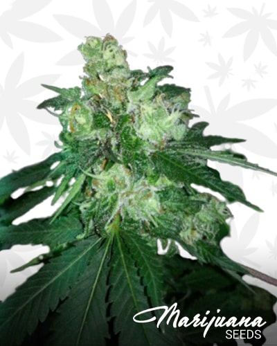 Platinum Banana Cookies min