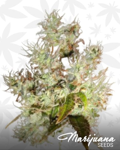 Platinum Banana Crack min