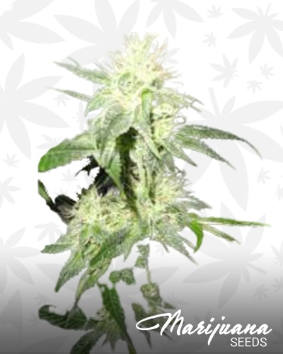Platinum Banana OG Kush S1 min