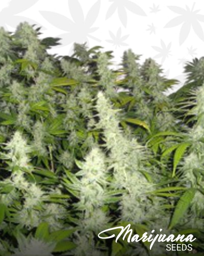 Platinum Banana OG Kush min 2
