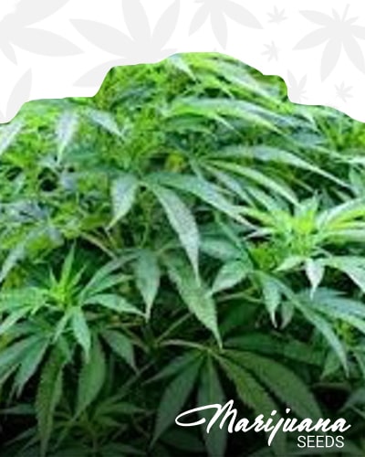Platinum Bubble Kush min