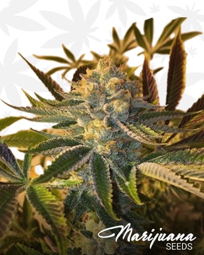 Platinum Cheese Cake min