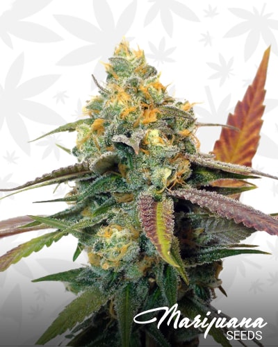Platinum Cookies min