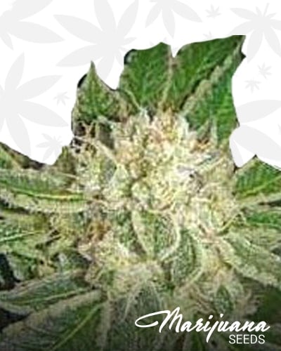 Platinum Dawg min