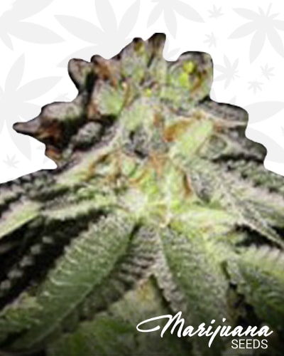 Platinum Fire OG min
