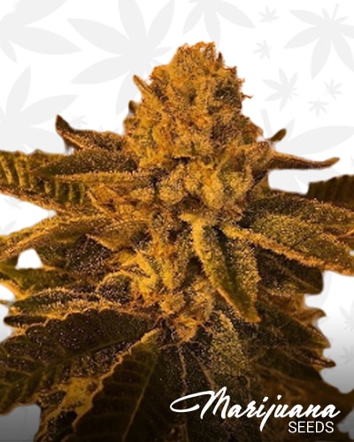 Platinum Girl Scout Candy BX1 min