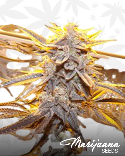 Platinum Pink Banana OG min