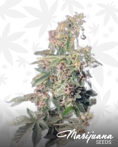 Platinum Skunk min