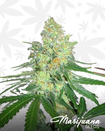 Platinum Strawberry Kush min 1