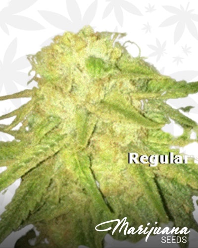 Playboy OG Kush min 1