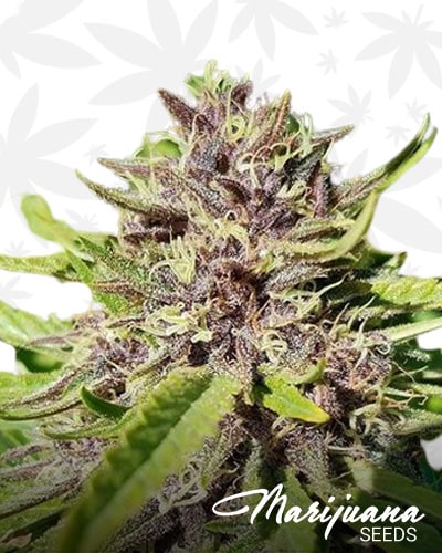 Plushypinez strain min 1