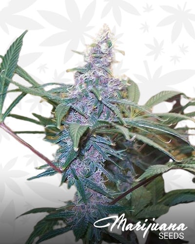 Poison Durban Elixir min