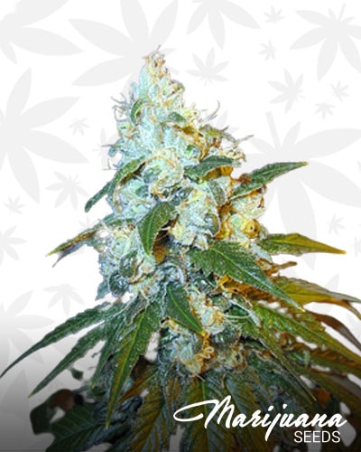 Polaris strain min