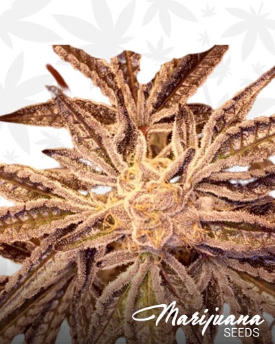 Polynesian Cookie Haze min