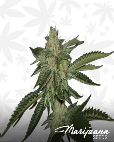 Posion Kush