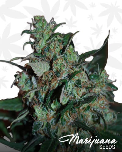 Power Bud