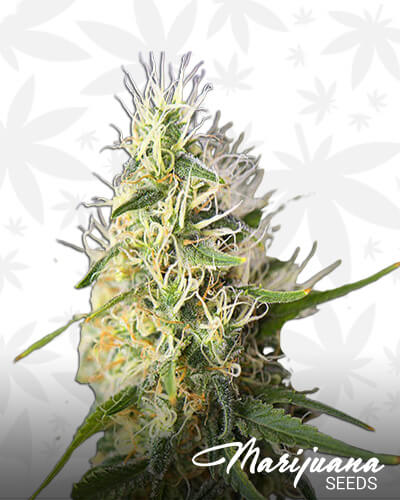 Power Diesel