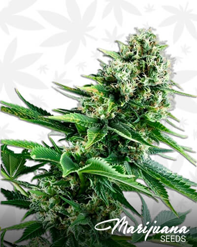 Power Flower