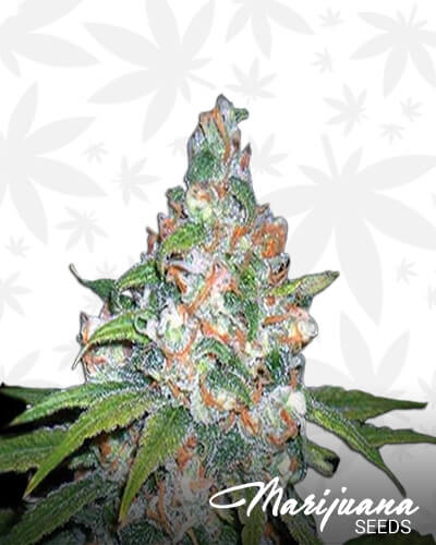 Power Haze XL