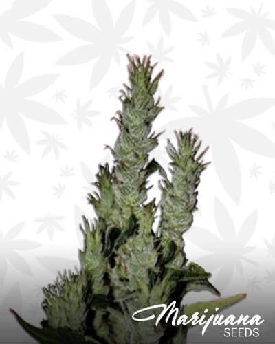 Power Haze