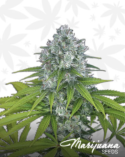 Power Kush Automatic