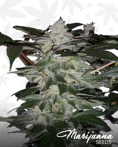 Power Kush LSD