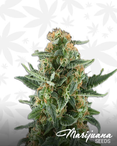 Power Plant XL