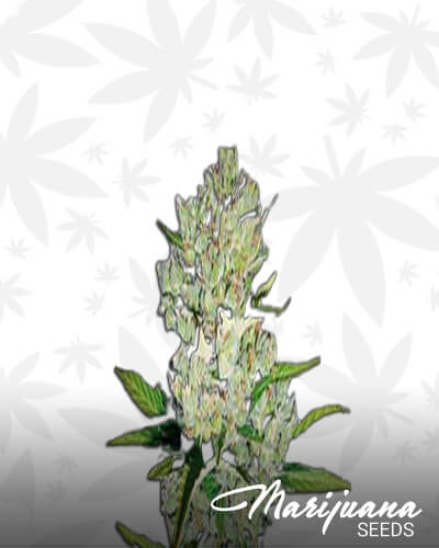 Power Queen Auto