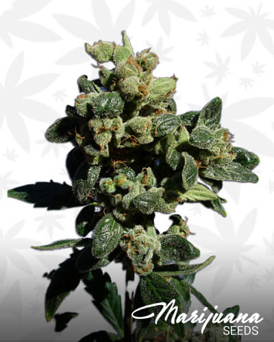 Power Skunk Automática