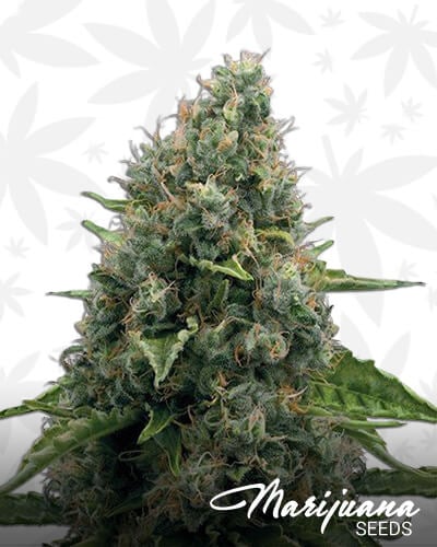 Power Skunk