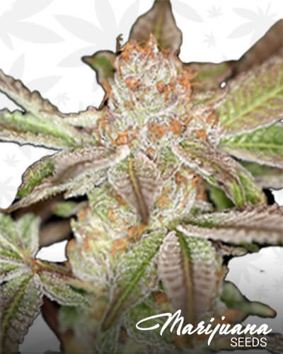 PowerPurps