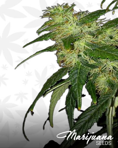 Prana Skunk