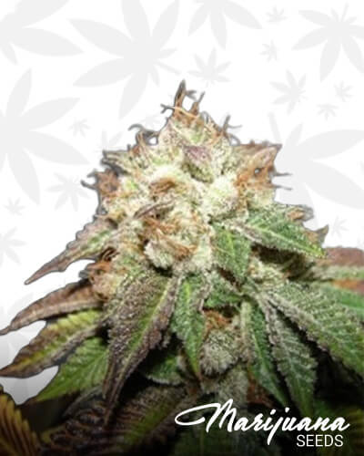 Pre 98 Bubba BX2