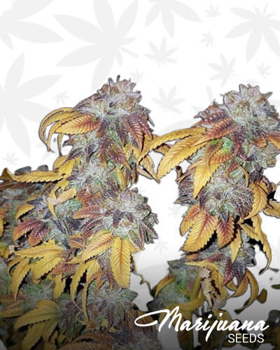 Pre 98 Bubba x Key Lime Pie
