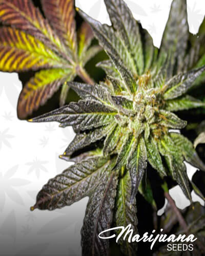 Pre 98′ Bubba Kush Breath
