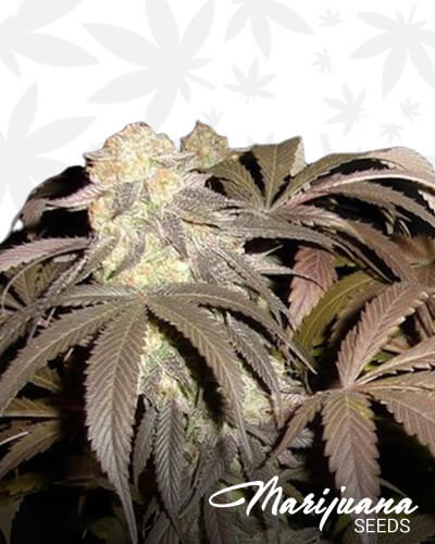Pre98 Bubba Kush BX