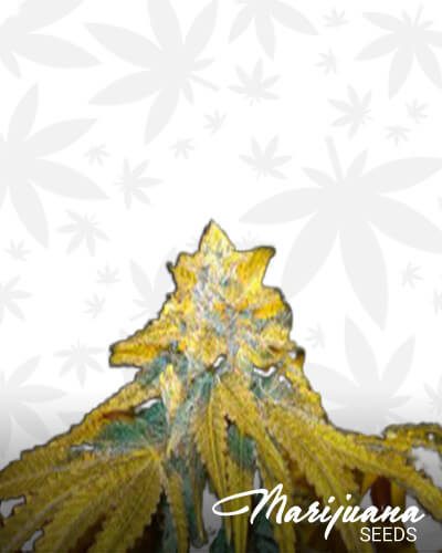 Pre98 Bubba Kush S1