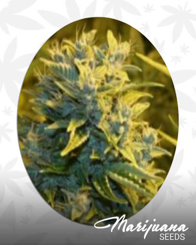 Predator Auto