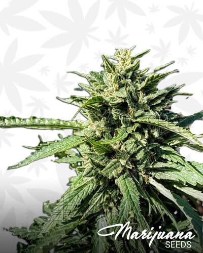 Predator OG