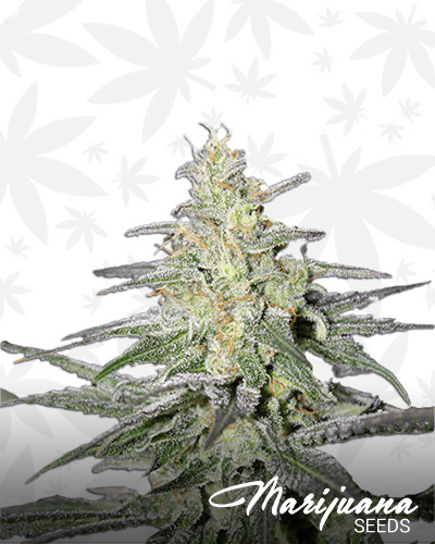 Premier SweetAka Premiere Sweet