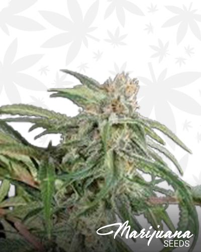 Premium Diesel