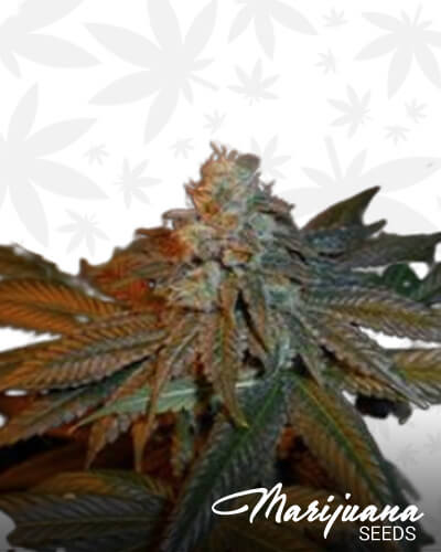 Prezidential Kush 1 2