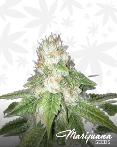 Prezidential Kush