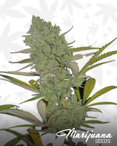 Princess Haze